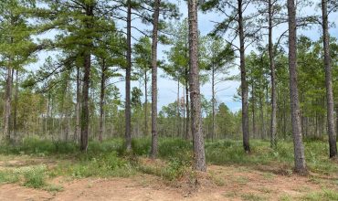 Angel Pines – Lot 1