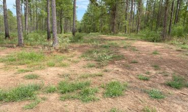 Angel Pines – Lot 17