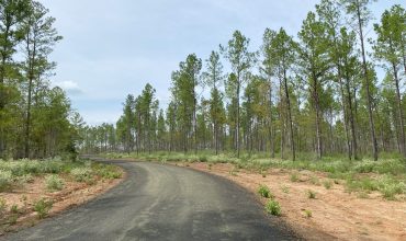 Angel Pines – Lot 26