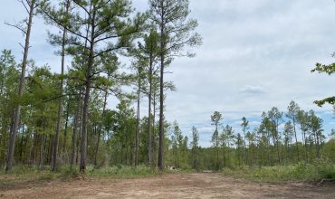 Angel Pines – Lot 18