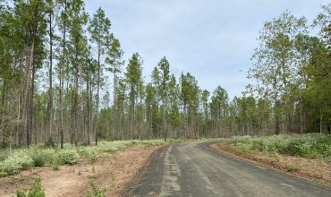 Angel Pines – Lot 2