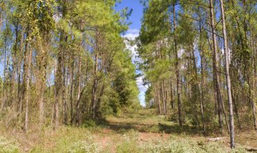 17.16 Wooded Acres Minutes from Lufkin Loop