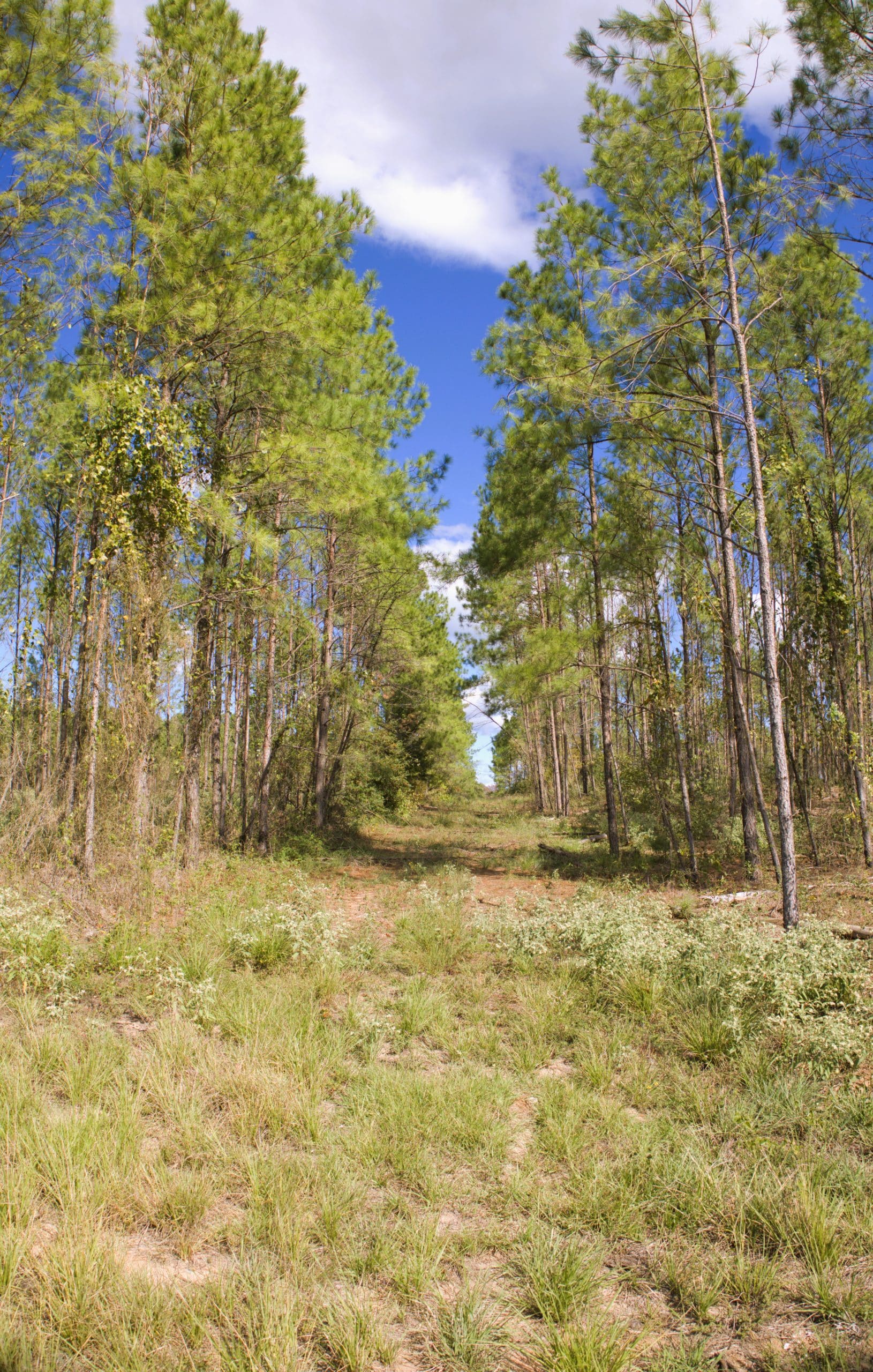 17.16 Wooded Acres Minutes from Lufkin Loop
