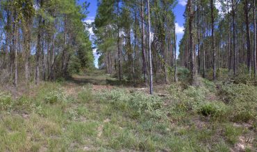 21.59 Timbered Acres Outside Lufkin Loop