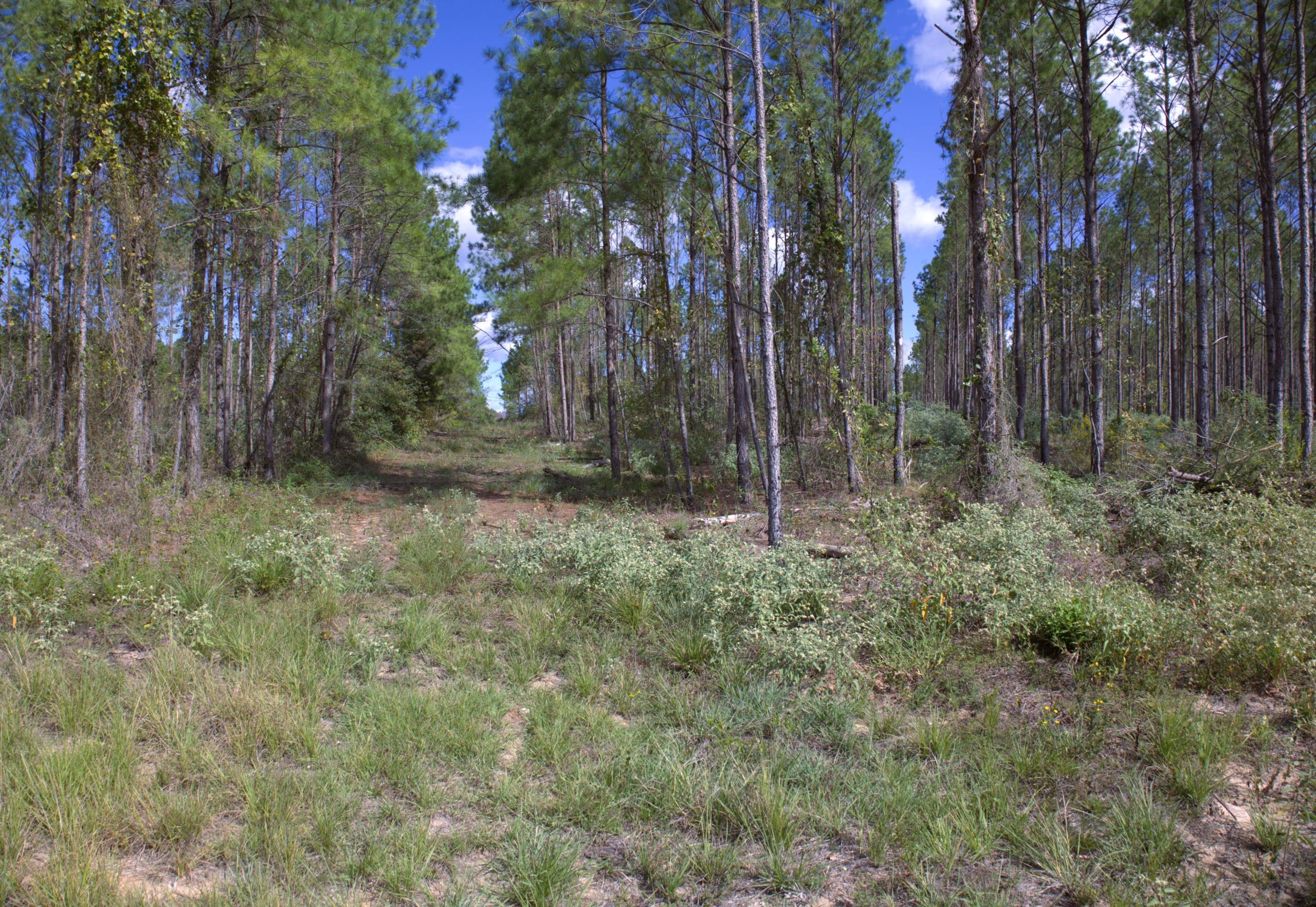 21.59 Timbered Acres Outside Lufkin Loop
