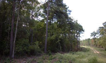 75.26 Heavily Wooded Acres in Sandy Hills Subdivision