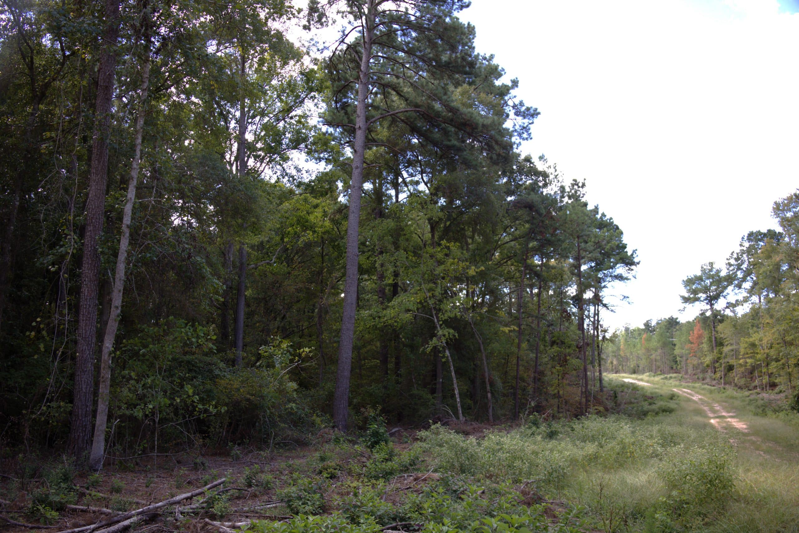 75.26 Heavily Wooded Acres in Sandy Hills Subdivision