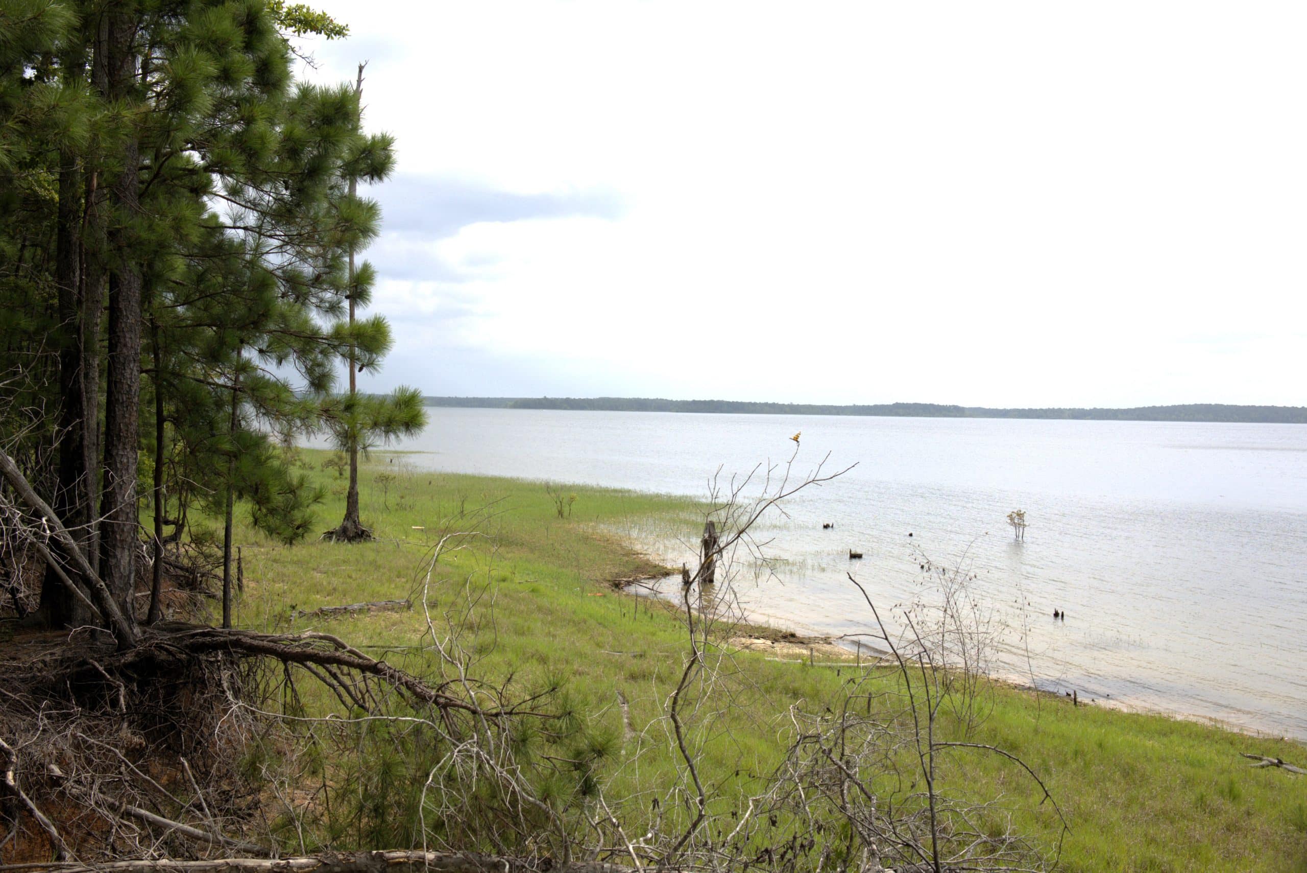 3.2 Acres of Beautiful Sam Rayburn Water front in Eagle’s Landing subdivision – Lot 57