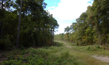 19.69 Heavily Wooded Acres Minutes from Lufkin Loop