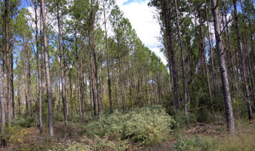12.45 Heavily Wooded Acres Minutes from Lufkin Loop
