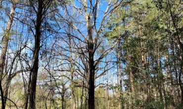 13.85 Wooded acres in Beckville Texas, Panola Cty